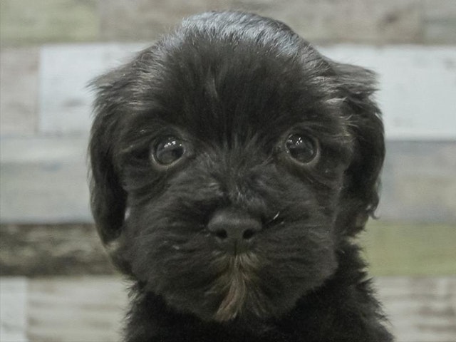 鳥取県のハーフ犬 (ペッツワンFC鳥取店/2023年12月29日生まれ/男の子/ブラック)の子犬